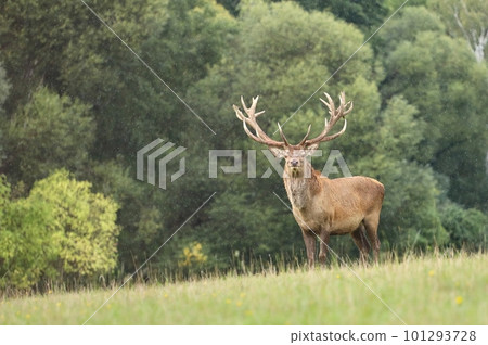 Huge european red deer male during autumn rut 101293728