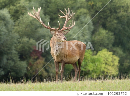 Huge european red deer male during autumn rut 101293732