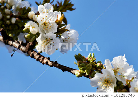 Blossoming apple tree branch against the blue sky Blossoming apple tree branch against the blue sky 101293740