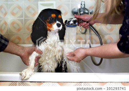 Owners wash their dog's paws in the bath Owners wash their dog's paws in the bath 101293741
