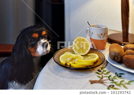 A dog of the Cavalier King Charles Spaniel breed looks at the table. Disappointed that there is nothing tasty for her. A dog of the Cavalier King Charles Spaniel breed looks at the table. Disappointed that there is nothing tasty for her. 101293742