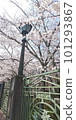 Spring of Lake Biwa canal 101293867