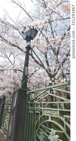 Spring of Lake Biwa canal 101293867