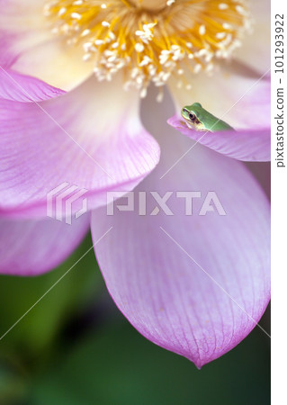 蓮花瓣和青蛙 蓮花瓣和青蛙 101293922