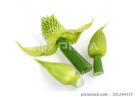 Green onion bows with thin skin on Green onion bows with thin skin on 101294335