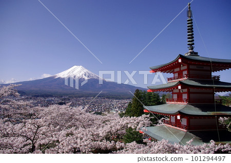 櫻花在新倉山淺間公園和富士山盛開 櫻花在新倉山淺間公園和富士山盛開 101294497