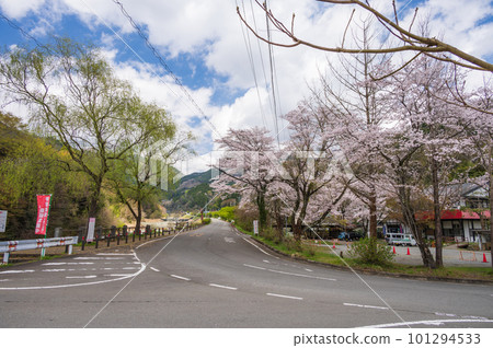 春天的賴之櫻街景 101294533