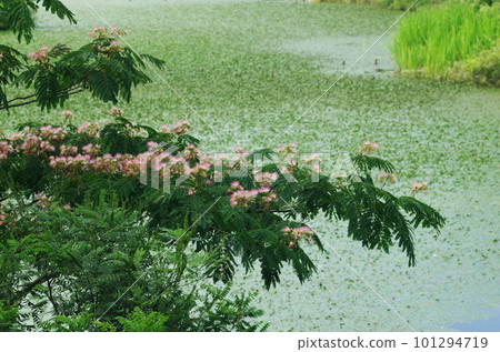 Waterside silk tree 101294719