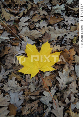 A pattern of withered oak leaves with one bright yellow maple leaf in the middle vertical stock photo A pattern of withered oak leaves with one bright yellow maple leaf in the middle vertical stock photo 101295137