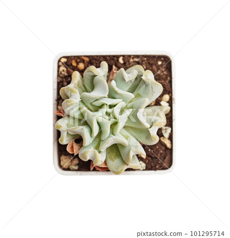 Echeveria runyonii Topsy Turvy on white background, top view 101295714
