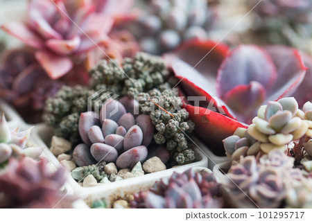 Succulent flowers. Bright red and purple echeveria flower rosette background Succulent flowers. Bright red and purple echeveria flower rosette background 101295717