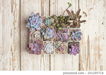 Succulent propagation. Colorful succulent garden on white wooden background Succulent propagation. Colorful succulent garden on white wooden background 101295718