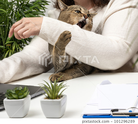 Funny adult gray cat prevents the freelancer from working at the laptop. The animal bites the hand. Lack of attention to pets Funny adult gray cat prevents the freelancer from working at the laptop. The animal bites the hand. Lack of attention to pets 101296289