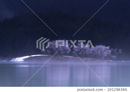 漂浮在湖面上的櫻花 101296360