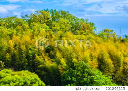 Yokohama cityscape in Japan Spring storm. Bamboo groves and trees swaying in the blue sky and strong winds... An image of life and never losing. 101296615