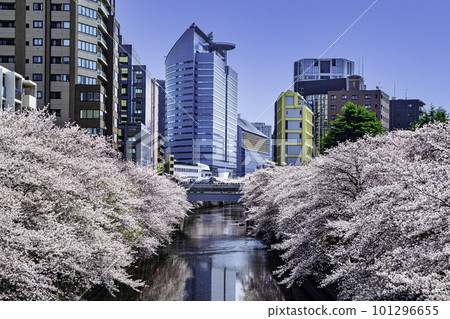 東京目黑川目黑新橋附近的櫻花盛開 101296655