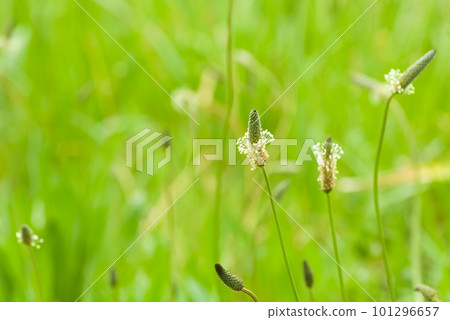 英國車前草花 101296657