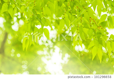 生態形象-新鮮綠葉背景 101296658