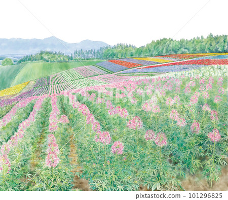 北海道花卉園素描 101296825