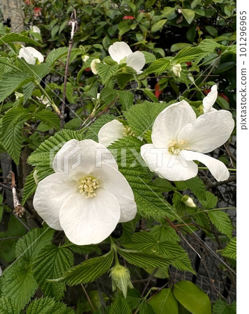 白山吹花、白山吹花、四瓣白花、單瓣白花 101296965