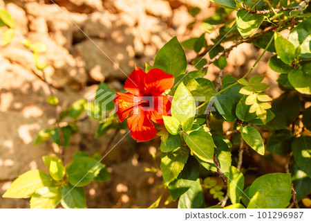 Hibiscus rosa-sinensis is a flowering plant known as Chinese hibiscus, China rose, Hawaiian hibiscus, rose mallow, shoeblack plant. 101296987
