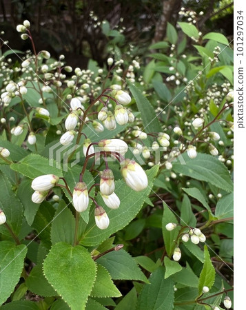 白花芽,圓葉天樹芽,白圓葉天樹芽 白花芽,圓葉天樹芽,白圓葉天樹芽 101297034