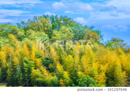 Yokohama cityscape in Japan Spring storm. Yellow bamboo groves and fresh green trees swaying in the blue sky and strong winds... an image of life and not losing. Yokohama cityscape in Japan Spring storm. Yellow bamboo groves and fresh green trees swaying in the blue sky and strong winds... an image of life and not losing. 101297046