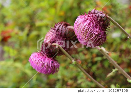 Wisteria thistle Flower like a large clump Wild grass Wisteria thistle Flower like a large clump Wild grass 101297106