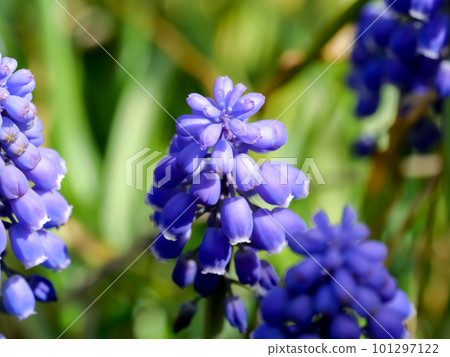 穆斯卡里鮮花盛開在春天領域 穆斯卡里鮮花盛開在春天領域 101297122
