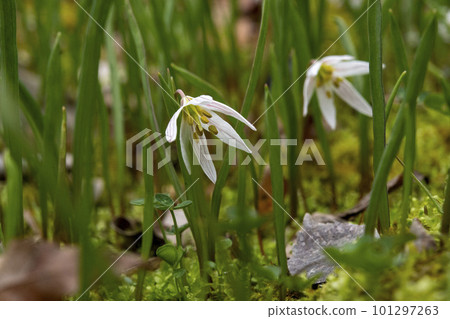 amana white flower 101297263