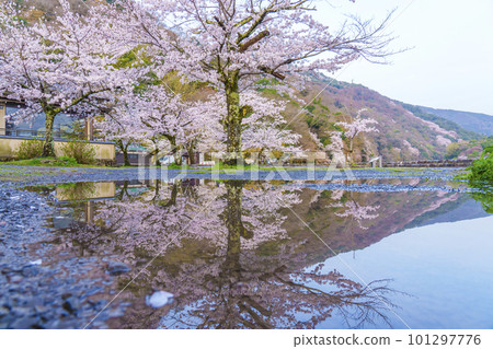 Upside-down cherry blossoms in full bloom reflected in a puddle near Togetsukyo Bridge in Arashiyama, Kyoto 101297776