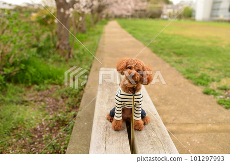 櫻花公園長椅上長著一張奇怪臉的玩具貴賓犬 櫻花公園長椅上長著一張奇怪臉的玩具貴賓犬 101297993