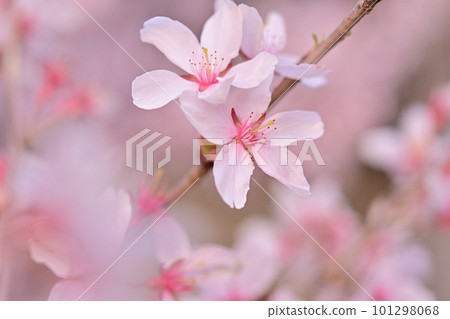 Cherry blossoms in full bloom at dusk Cherry blossoms in full bloom at dusk 101298068