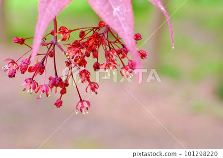 Spring foliage with drooping small crimson flowers Spring foliage with drooping small crimson flowers 101298220