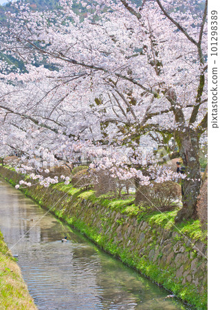 The path of cherry blossoming philosophy The path of cherry blossoming philosophy 101298389