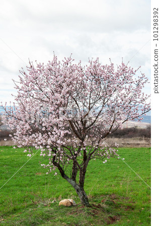 Blooming tree on green field 101298392