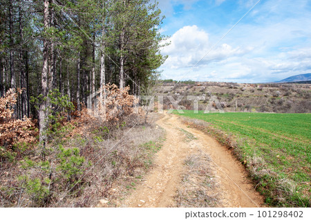 Country dirt road along the pine forest 101298402