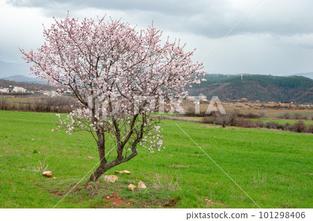 Blooming tree, green field on mountain background Blooming tree, green field on mountain background 101298406