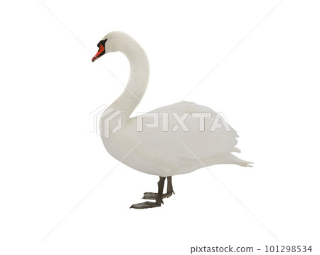 swan isolated on white background swan isolated on white background 101298534