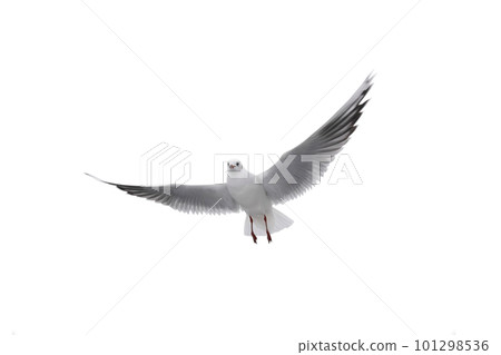 Seagull in flight with spread wings isolated on white background Seagull in flight with spread wings isolated on white background 101298536