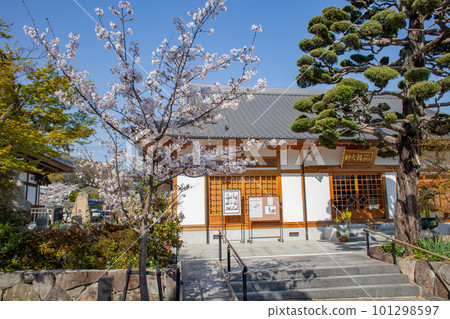Rensei-in Temple at Suma-dera Temple in Kobe with cherry blossoms in full bloom Rensei-in Temple at Suma-dera Temple in Kobe with cherry blossoms in full bloom 101298597