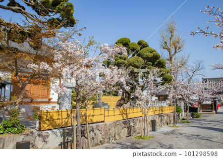 The garden of Sumadera Temple in Kobe with cherry blossoms in full bloom 101298598
