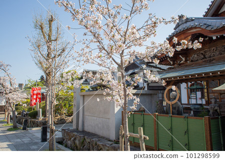 The garden of Sumadera Temple in Kobe with cherry blossoms in full bloom The garden of Sumadera Temple in Kobe with cherry blossoms in full bloom 101298599