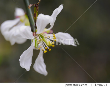 白三葉花 白三葉花 101298721