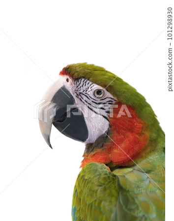 portrait large green macaw, (ara ambigua). isolated on white background 101298930