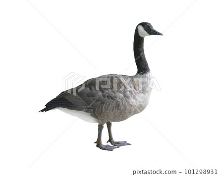 wild goose (Branta canadensis) isolated on white background wild goose (Branta canadensis) isolated on white background 101298931