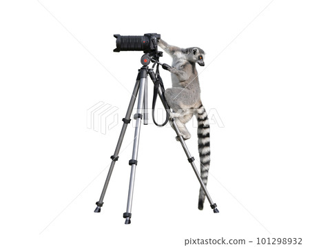 lemur stands on a tripod and holds a camera isolated on a white background 101298932