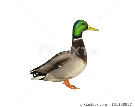 Mallard (anas platyrhynchos) isolated on white background Mallard (anas platyrhynchos) isolated on white background 101298937