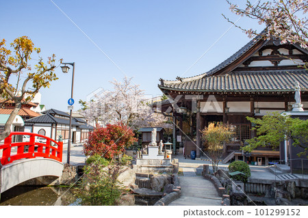 櫻花盛開的神戶須磨寺龍香橋和翔鶴院 櫻花盛開的神戶須磨寺龍香橋和翔鶴院 101299152