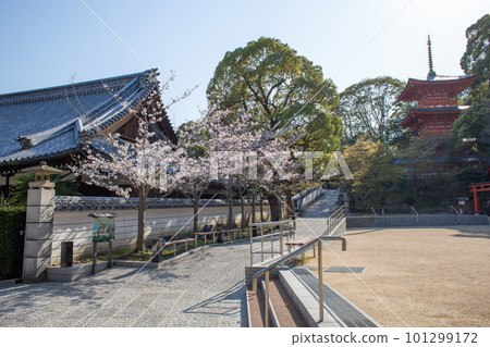 櫻花盛開的神戶須磨寺庭園和三層塔 櫻花盛開的神戶須磨寺庭園和三層塔 101299172